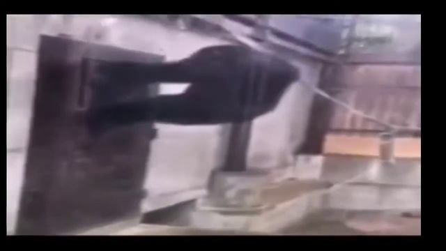 обезьяну не выпускают