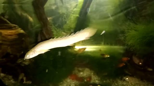 Полиптерус сенегальский, прогулки по ночному аквариуму. смотреть онлайн