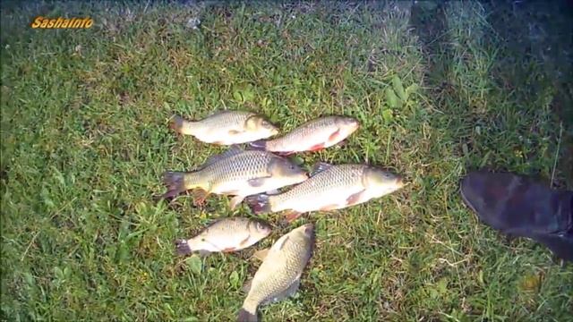 Ловля карпа и карася Рыбалка на макушатники - брал карп и карась смотреть онлайн