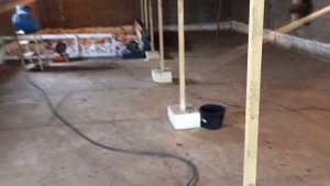 Начинаю добавлять бройлерам кукурузу