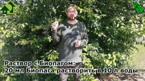 ДУРНО-СЛИВЫ и ОПАСНЫЕ СВЯЗИ! Уберите ЭТО на деревьях и будете с большим урожаем ВИШНИ, АЛЫЧИ и СЛИВ