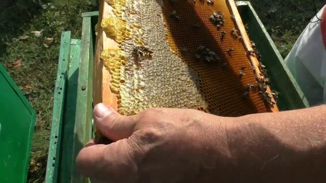 ОСЕННИЕ РАБОТЫ НА ПАСЕКЕ. Куда поставить рамки после расплода? смотреть онлайн