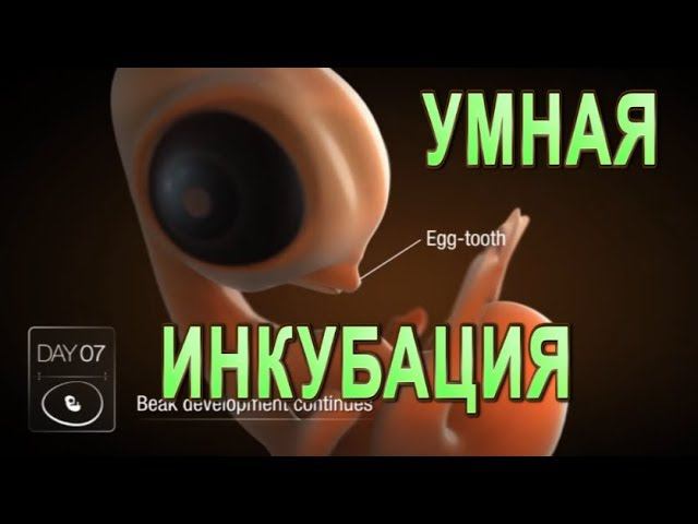 ТЕМПЕРАТУРА, ВЛАЖНОСТЬ ОХЛАЖДЕНИЕ - 100% ВЫВОД | СЕКРЕТЫ ИНКУБАЦИИ (часть вторая)