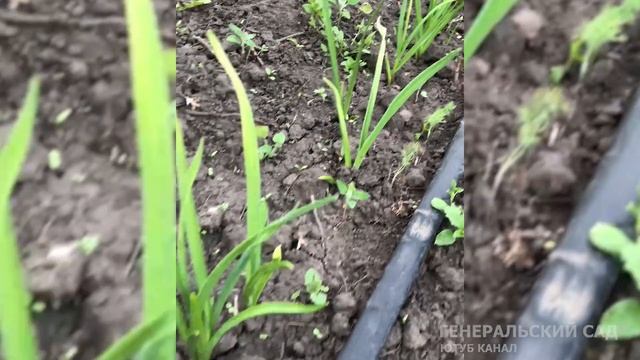 Обязательно при посадке Чеснока добавьте Это в Лунки! Результат будет потрясающий! смотреть онлайн