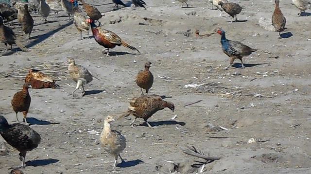 ФАЗАНЧИКИ! смотреть онлайн