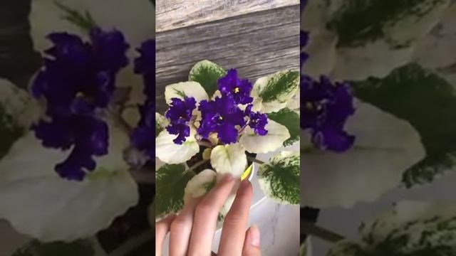 короткий обзор: СВ-город Звездный • Это было  первое растение селекции СВ, которое я приобрела.