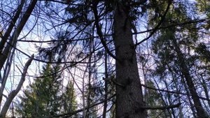 Как поймать белочку? в лесу осенью белки двухцветные еще не серые и уже не рыжие, ловим кадры.