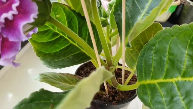 Обзор глоксинии НП ФЛОРА . смотреть онлайн