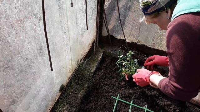 Краiна вiтамiна: пересадка гороха и редиски в теплицу смотреть онлайн