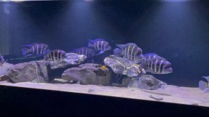 Кормление фронтоз креветкой!
#фронтозы#кормление#аквариум