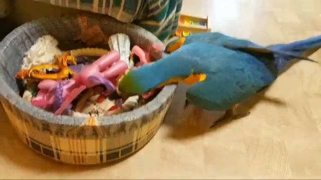 Эфир Попугай Ара смотреть онлайн