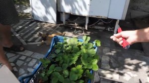 Видео отзыв о рассаде клубники. Питомник Рассадофф