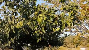 Как растут мандарины в заброшенном колхозном саду в Абхазии