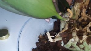 Фаленопсис Монро. Почему гибнет орхидея? Мои наблюдения. Меня тоже постигла эта участь! Зачищаю!