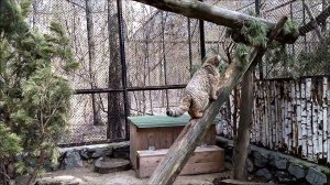 Манул Зеленогорск  вышел пообщаться 06.05.2024