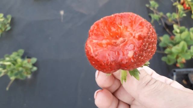 Маэстро (ремонтант) клубника, плодоношение 2022