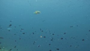 обзор+Галя показывает ползущую ракушку