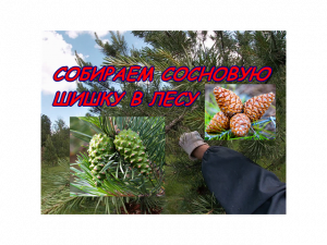 Сбор сосновой шишки.