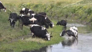 Учим животных и их звуки! Голоса домашних животных для детей =