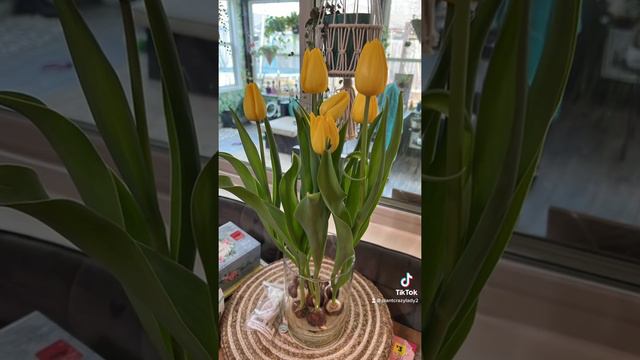 Love Tulips 🌷 in water 💧 #tulips #tulipanes #bulbs #takecaretulips