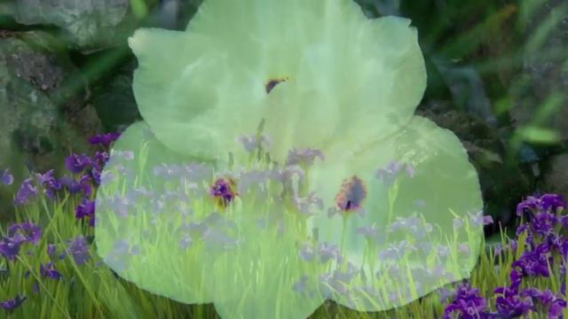 "Inno Del Sole" - { Opera "IRIS" } - [Pietro Mascagni & Illica] - (Gabriele Santini) смотреть онлайн