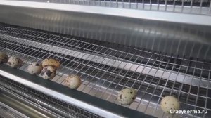 Клетка для Перепелов Комфорт с новой системой пометоудаления _КОМФОРТ-2_. CrazyFerma.ru