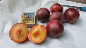 Китайская слива. Вкус просто бомба. Лучшая из лучших.