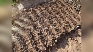 Посеяла дражированные семена моркови и применила одну хитрость для дружных всходов #морковь