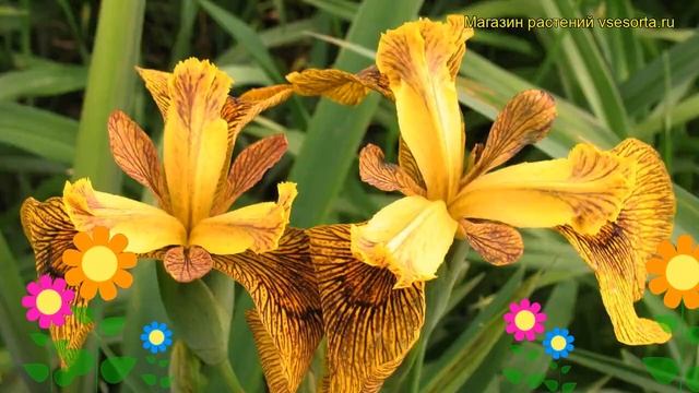 Ирис болотный Берлин Тайгер. Краткий обзор, описание характеристик iris pseudacorus Berlin Tiger смотреть онлайн