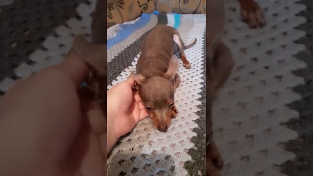 той-терьер смотреть онлайн