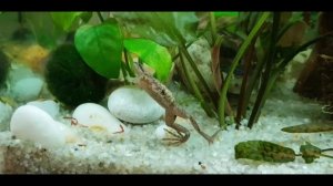 Гименохирус Беттгера ( Hymenochirus boettgeri ), карликовая аквариумная лягушка