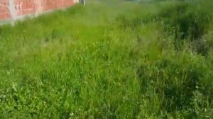 Husqvarna 545 rx vs stihl Fs 560 at work