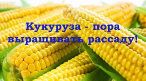 Кукуруза - вырастить легко!