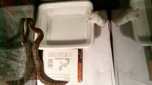 Радужный удав, первая охота 1