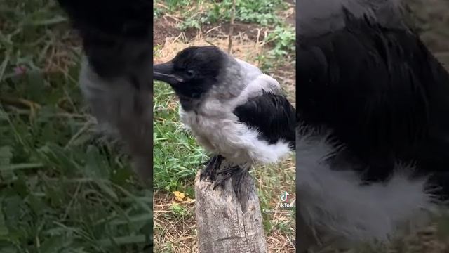 Каркуша, серая ворона. Врановые в доме.