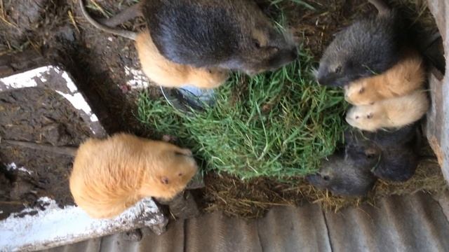 Нутрии смотреть онлайн