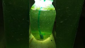 Артемия из цист до 13 дней