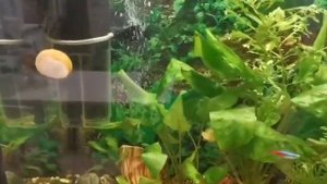 Рыбка "Петушок" в общем аквариуме!!!