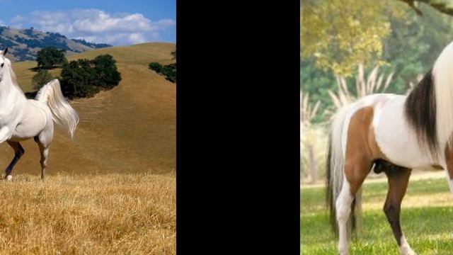 Самые красивые лошади в мире!!! смотреть онлайн