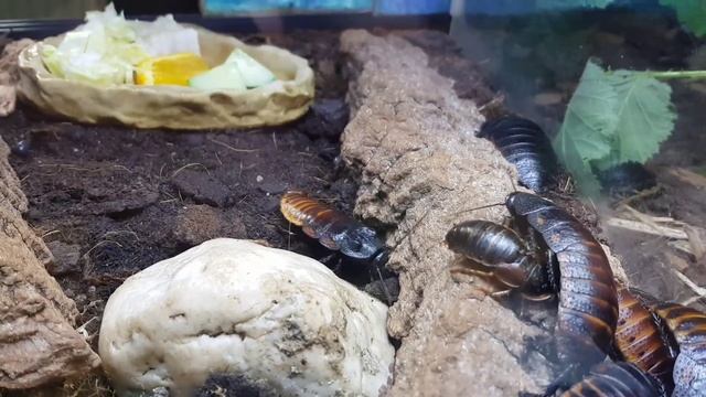 Die Geräusche der Madagaskar-Fauchschabe Gromphadorhina portentosa #Schabe #Blaberidae #LoveNature смотреть онлайн