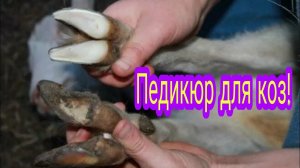 Красота требует жертв???Педикюр для коз!