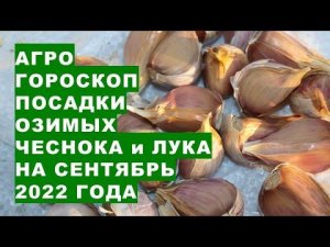 Агрогороскоп для северян о посадке озимых чеснока и лука в сентябре 2022 года