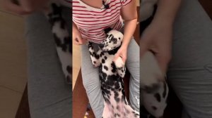 Как приучить собаку стричь когти и не бояться