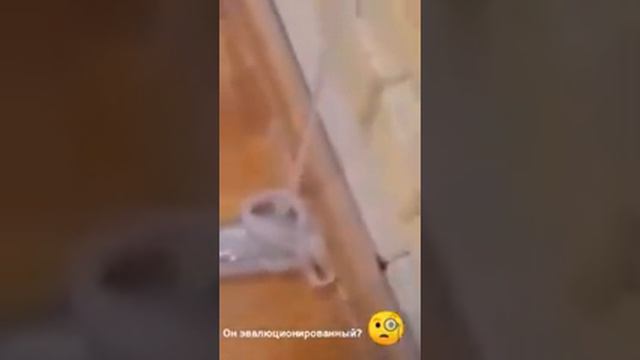 Этот слайм тяниься на 9 метров ото и больше. Кто из вас слушал песню Eminem? Slime my favorite!!!! смотреть онлайн