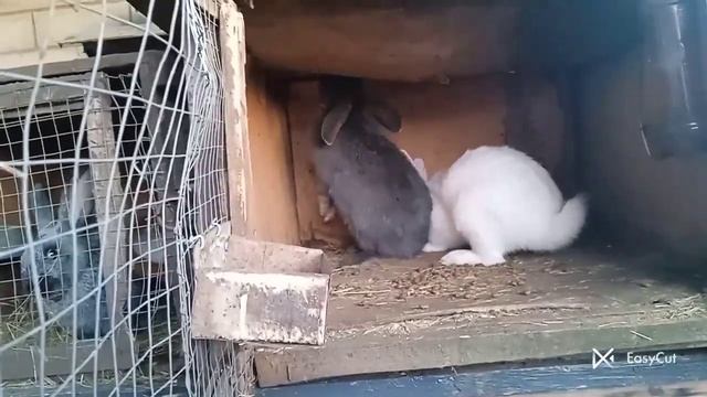 Случка кроликов . Как понять что крольчиха покрыта ?? смотреть онлайн