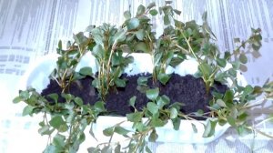 Людвигия аквариумное растение