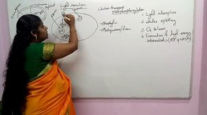 Photosynthesis In Higher Plants Session 3 NEET Biology Classes In Malayalam (Sumi)