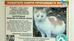 Поиск пропавших животных