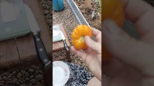 Обзор томата Радуга Хейли.