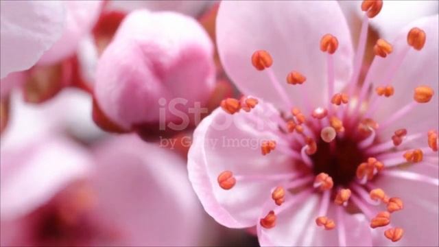 цветы распускаются смотреть онлайн